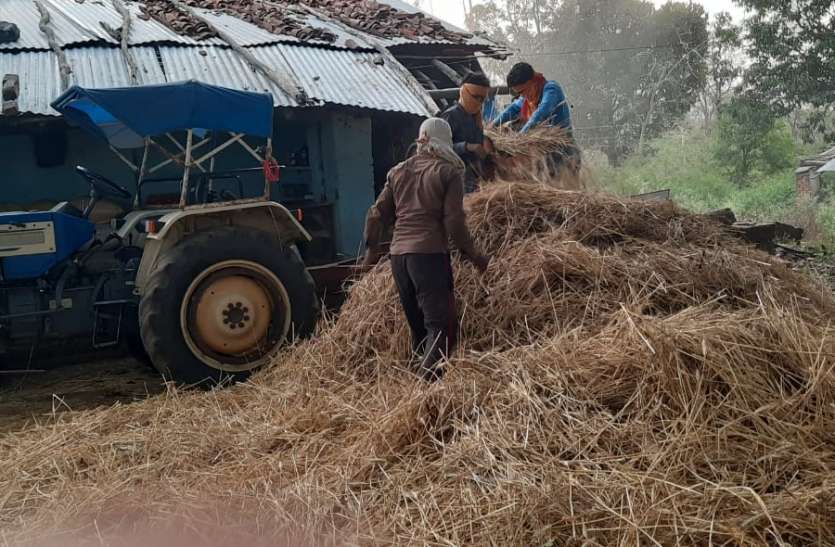 Village feet: Workers not getting harvested for harvesting, lockdown m गांव के पांव: फसलों की कटाई के लिए नहीं मिल रहे मजदूर, लॉकडाउन से धान की बुवाई हो सकती है प्रभावित