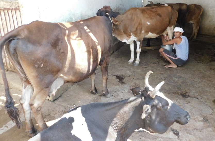 Milk sellers are not selling milk लॉकडाउन: दूध की खपत हुई आधी, पेट पालने पर आ गया है संकट