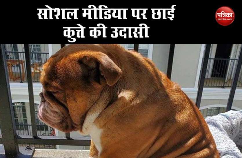 Big Poppa सोशल मीडिया पर छाई कुत्ते की उदासी, वायरल फोटो देख दुनिया बयां करने लगी अपना दर्द