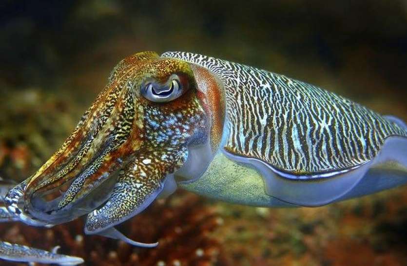 a_fish_with_three_hearts_cuttlefish.jpg कटलफिश: दुनिया की सबसे अनोखी मछली, शरीर के अंदर मौजूद है 3 दिल
