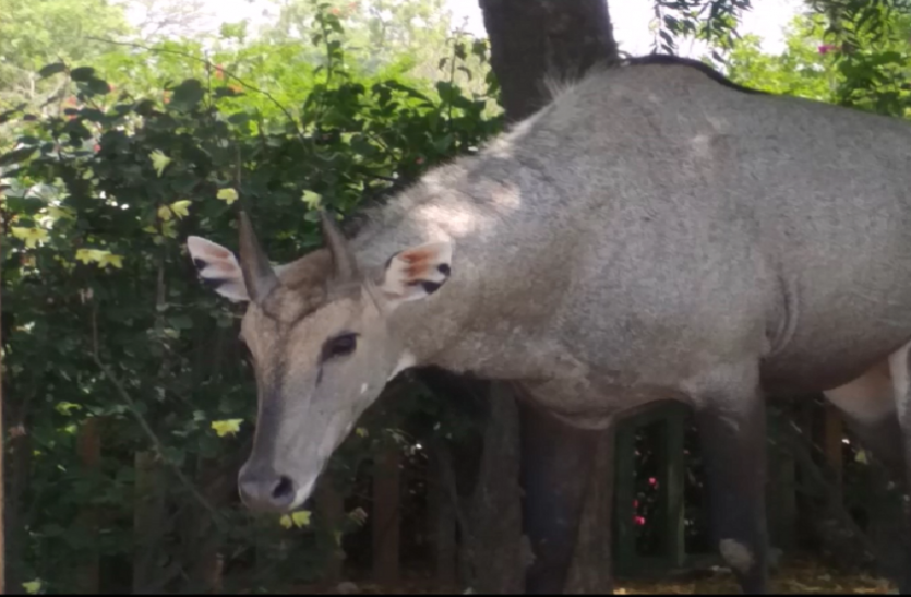 nilgayee.png लॉकडाउन से छाया सन्नाटा तो बेखौफ होकर आबादी वाले इलाकों में घूमने लगे जंगली जानवर