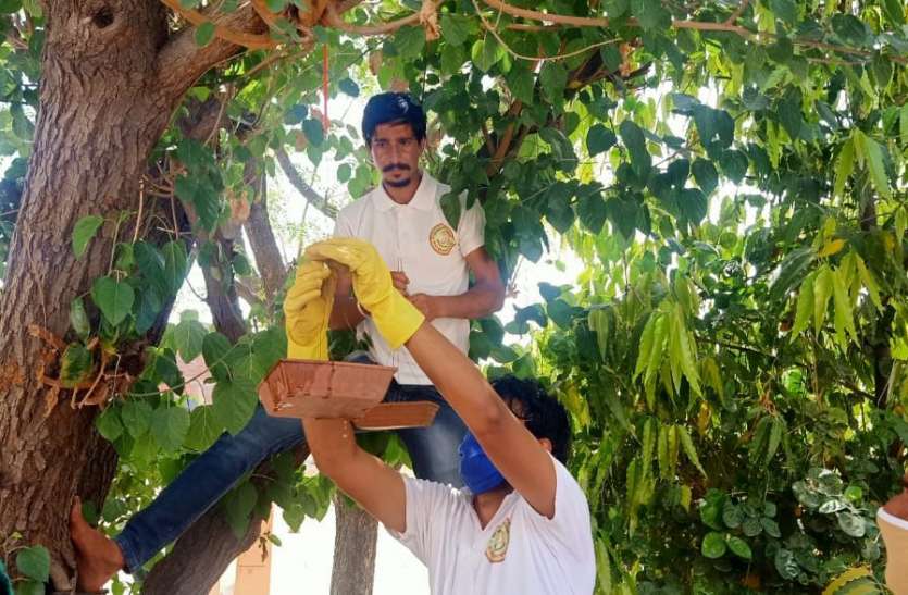 Corporation to install one thousand birds for animals and birds पशु-पक्षियों के लिए एक हजार परिंडे लगाएगा निगम