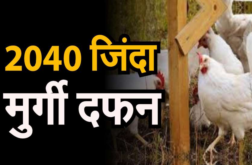 2040 मुर्गी दफन 2040 मुर्गी दफन