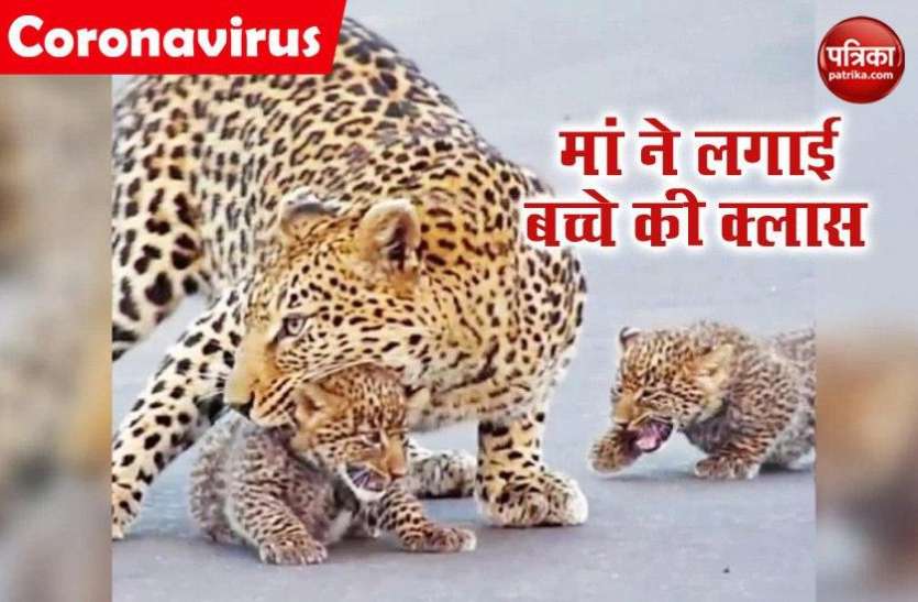 tenduaaaa.jpg सड़क पर मस्ती कर रहे थे तेंदुए के बच्चे ,मां ने जबड़े से पकड़ सिखाया ट्रैफिक रूल, देखें वीडियो