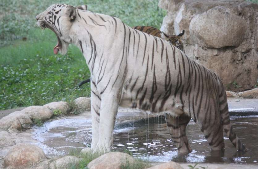 Gandhi Zoological Park Zoo in gwalior चिडिय़ाघर में तनावमुक्त होकर मस्ती कर रहे वनजीव