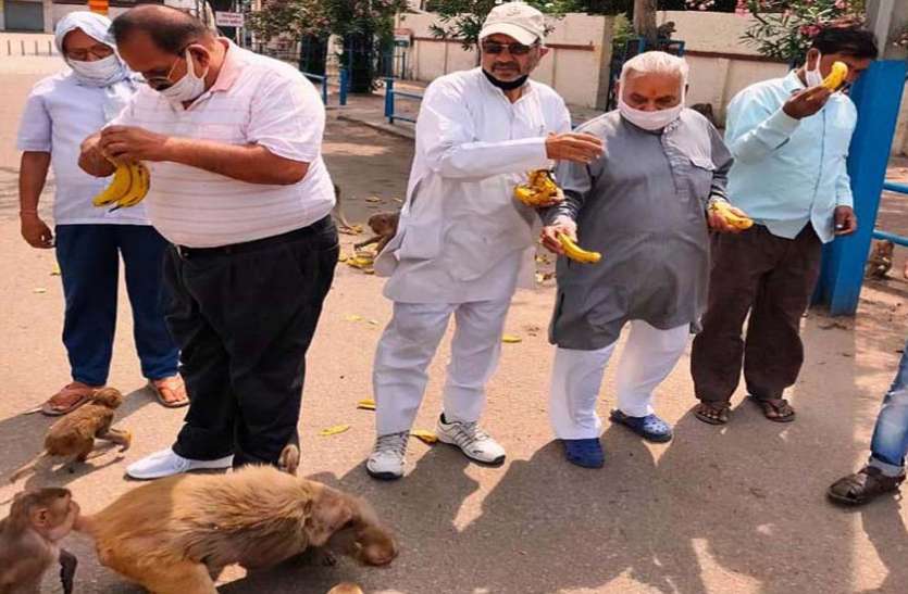 social worker बेजुबानों को भूखा देख निकल आते हैं इन समाजसेवियों के आंसू, जगह—जगह जाकर भर रहे जानवरों का पेट