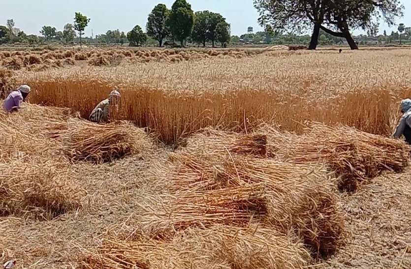 शासन से राहत मिलने पर किसानों के चेहरे खिले, अब इन फसलों की तैयारी में जुटे, क्या बोले किसान व बीज विक्रेता शासन से राहत मिलने पर किसानों के चेहरे खिले, अब इन फसलों की तैयारी में जुटे, क्या बोले किसान व बीज विक्रेता
