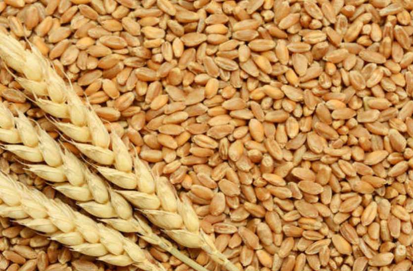wheat.jpg केन्द्रों पर अन्नदाता की गाढ़ी कमाई में सेंध, प्रभारियों ने अधिक तौल लिए 1.92 करोड़ रुपए का गेहूं
