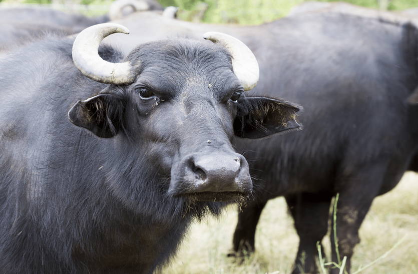 alwar-s-cow-buffalo-drinking-milk-and-buttermilk