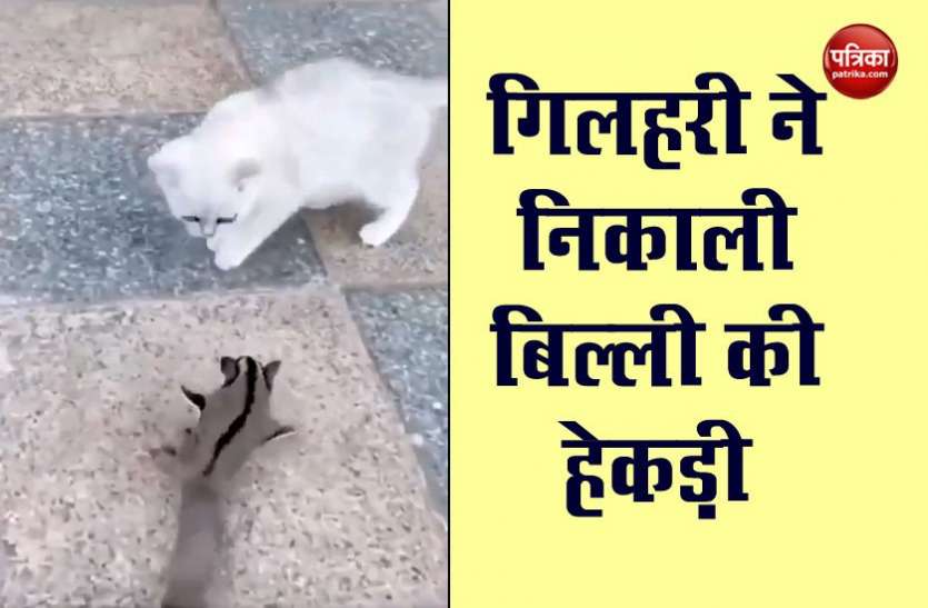 Viral Video गिलहरी ने किया बिल्ली की नाक में दम, सोशल मीडिया पर वायरल हुआ वीडियो