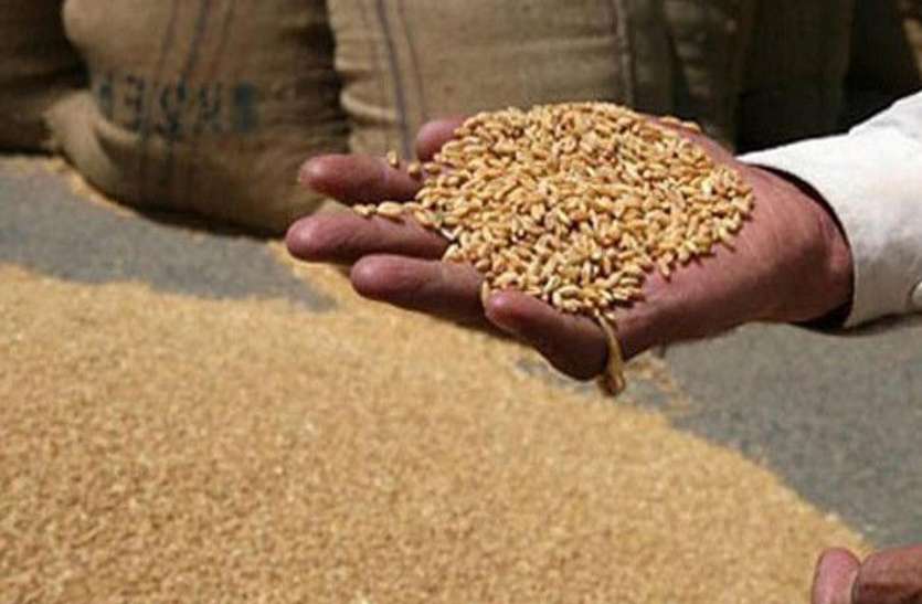 wheat_patrika.jpg खत्म हो गया समर्थन मूल्य पर गेहूं की खरीदी का काम