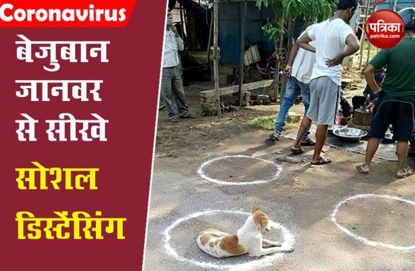 Viral Photo जब इंसान सुधरने का नाम नहीं ले रहे तब कुत्ता बना लोगों के लिए मिसाल