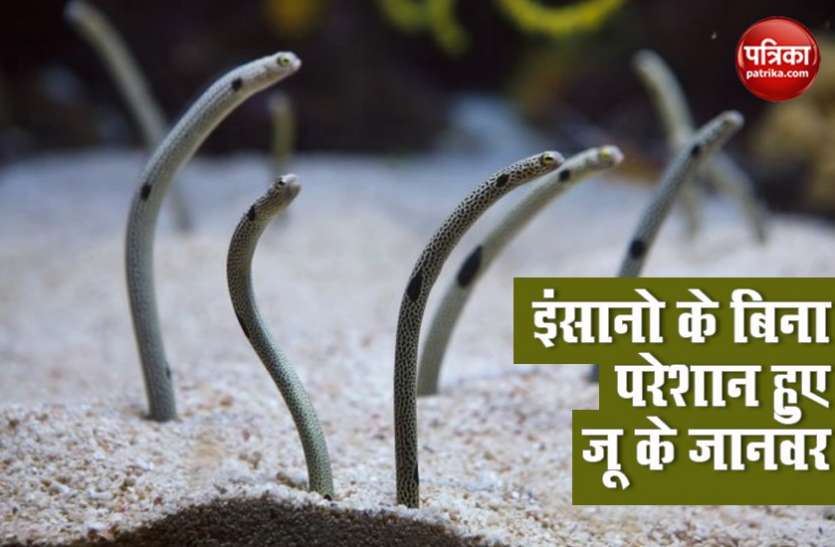 Viral Video लॉकडाउन में वीडियो कॉल से कर सकेंगे चिड़ियाघर के जानवरों का दीदार