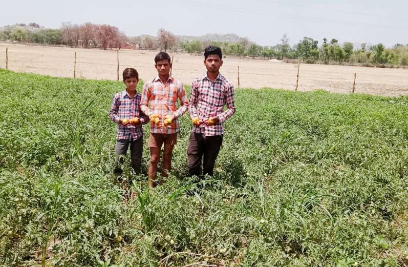 Rotten Tomato and Began crops in the fields धार्मिक कार्यक्रम नहीं होने से सब्जी में किसानों को हुआ भारी नुकसान