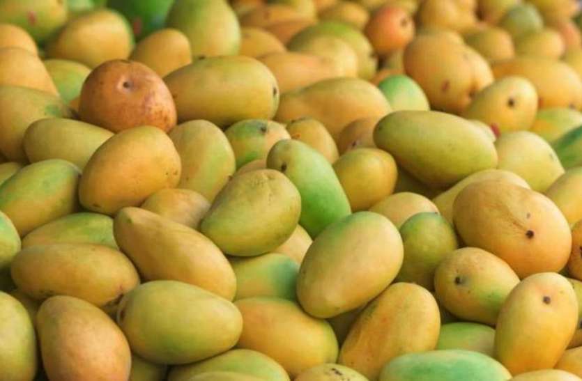 02_07_2019-mango_01_19363703.jpg कोरोना के चलते मौसम में हुआ बदलाव तो आम ने खोई अपनी मिठास, जानिए कैसे