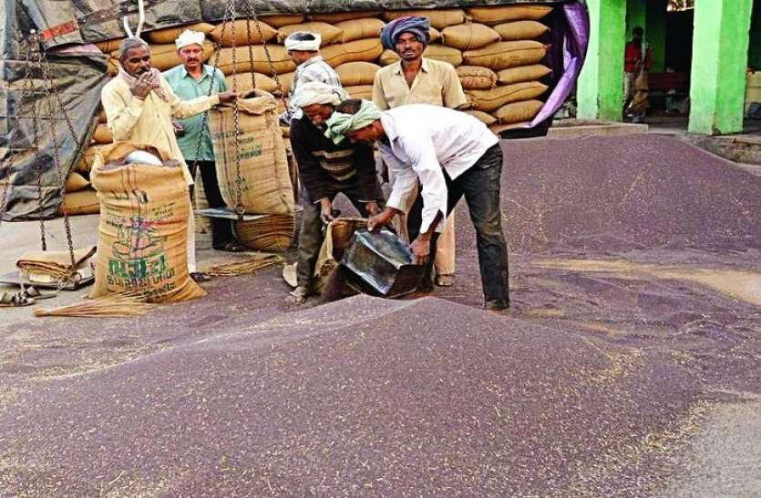 Alwar Mustard Selling In Haryana Mandi अलवर मंडी में किसानों को नहीं मिल रहा गेट पास, जिले की सरसों हरियाणा बिकने जा रही, करोड़ों का नुकसान हो रहा