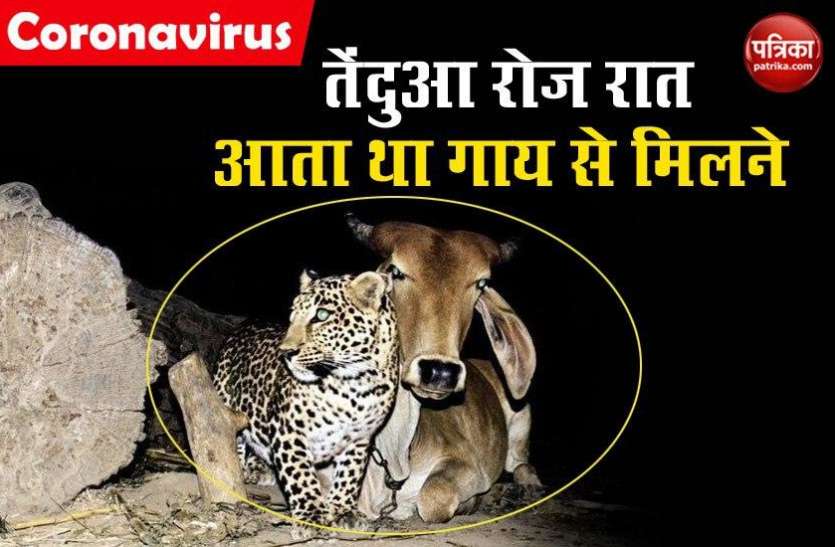 cow_leopard_friends.jpg गाय ने तेंदुए को दिया मां का प्यार, रोज़ रात को आता था मिलने