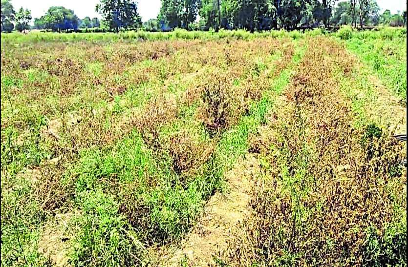 Farmers were wasted, profits in vegetables were difficult to extract cost किसान हुए बर्बाद, सब्जियों में मुनाफा तो दूर लागत निकालना हुआ मुश्किल