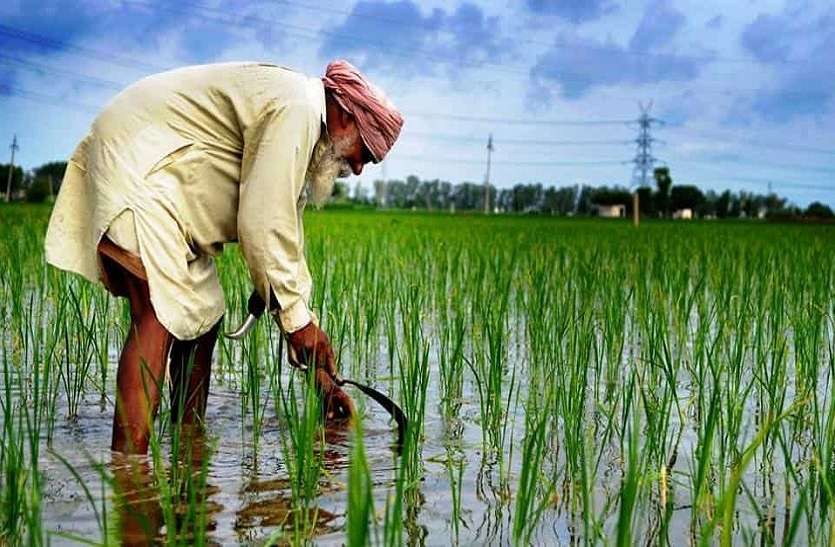 farmer धान और मक्कई की खेती के लिए मशीनरी पर 50 प्रतिशत तक अनुदान, यहां करें फोन