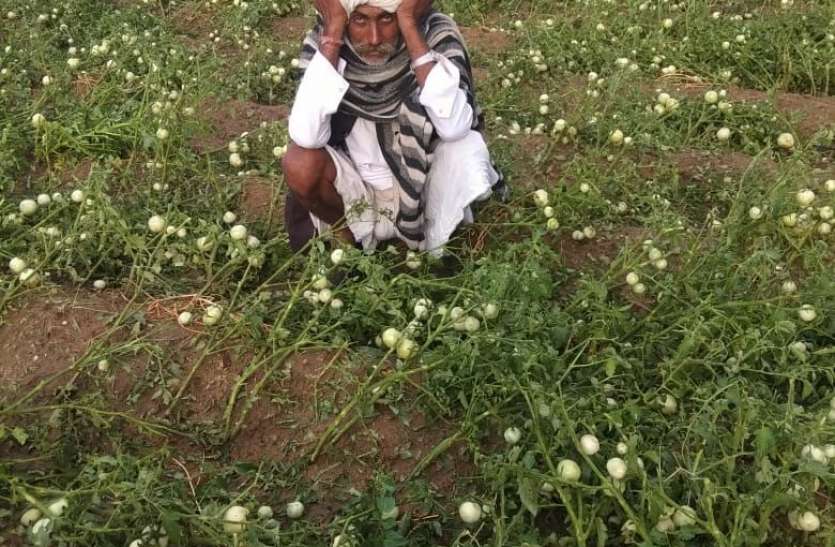 ओलावृष्टि ने किसानों के सपनों पर फेरा पानी ओलावृष्टि ने किसानों के सपनों पर फेरा पानी
