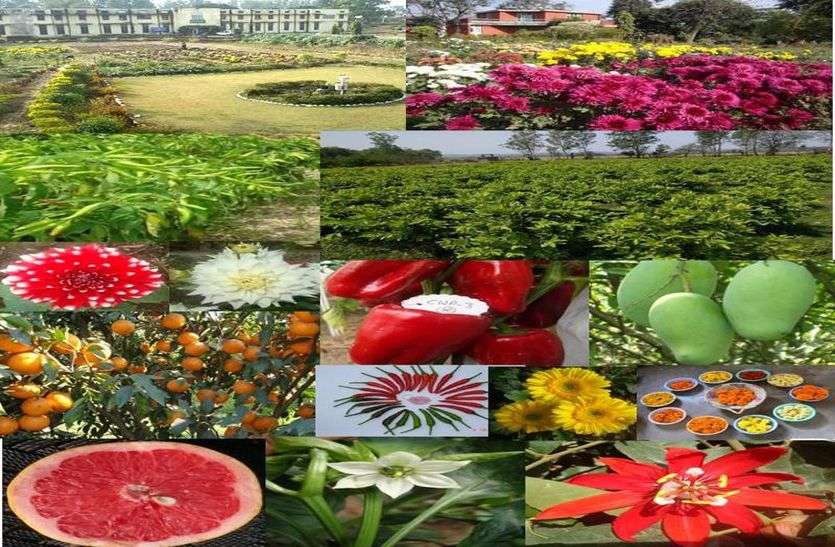 बंपर उत्पादन के बावजूद किसान मायूस बंपर उत्पादन के बावजूद किसान मायूस