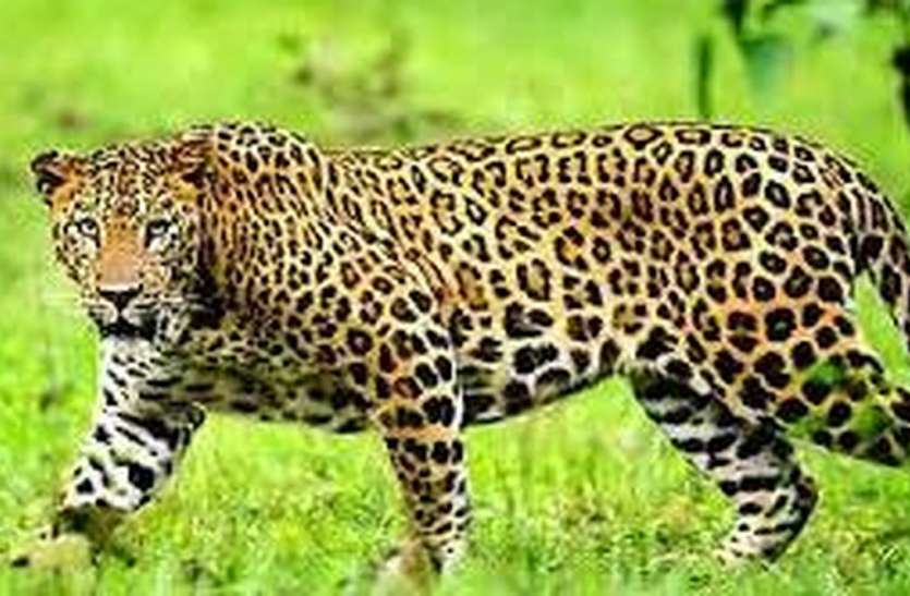 Caught two leopards दो तेंदुए पकड़े