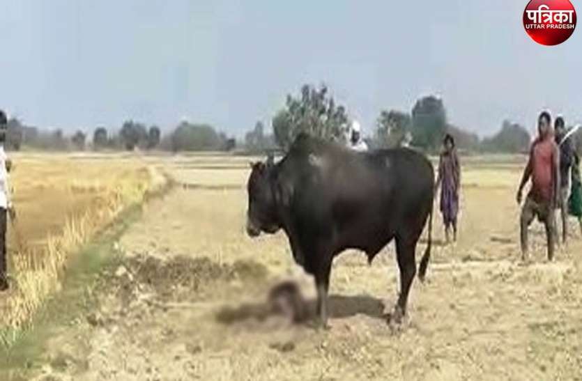 Bull Attacks Farmer In Etawah ब र य स ड न क स न क पटक द य Patrika News