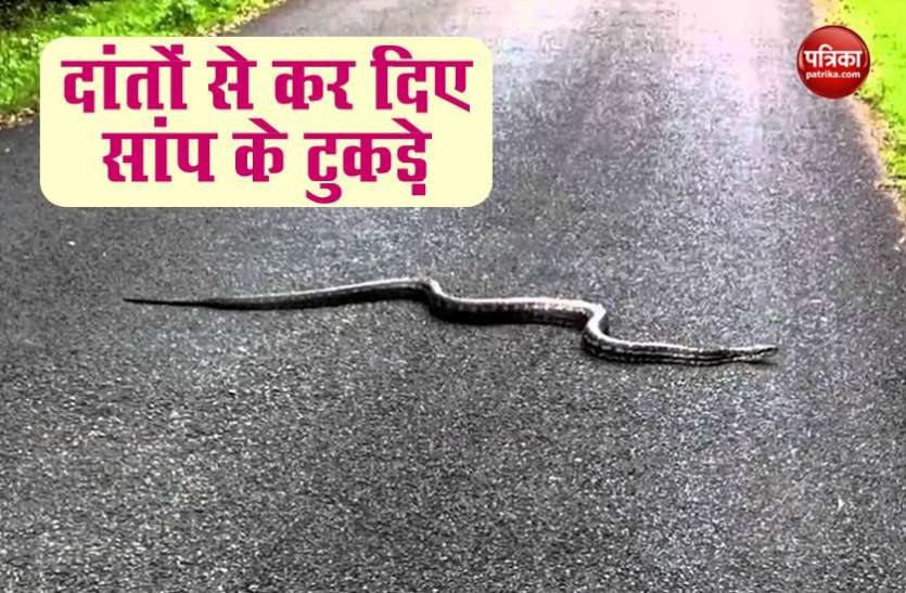 A drunk man bits the snake into pieces नशे में धुत शख्स ने दांतों से कर दिए सांप के टुकड़े, लोग हुए भौचक्के