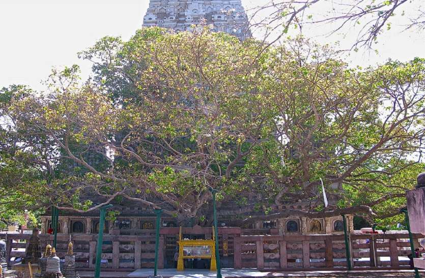 Bodhi Tree