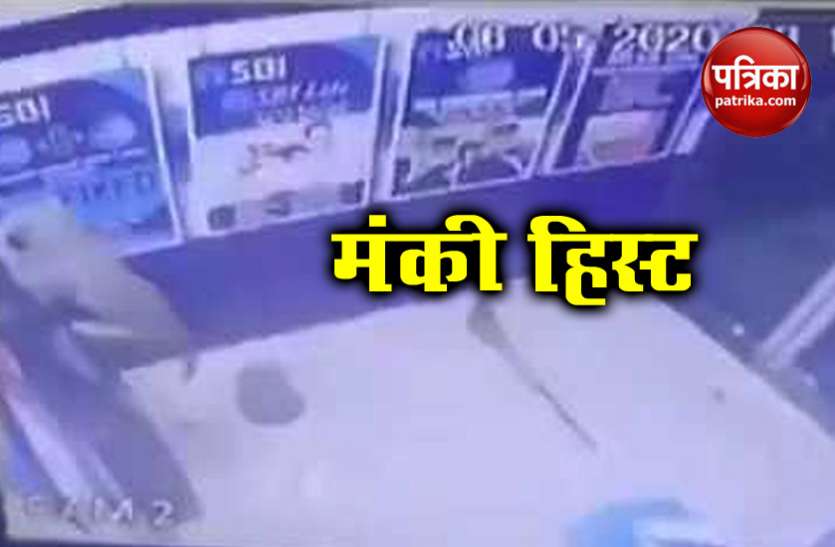 monkey.jpg बंदर ने दिनदहाड़े की ATM लूटने की कोशिश, वीडियो देख दंग हुए लोग
