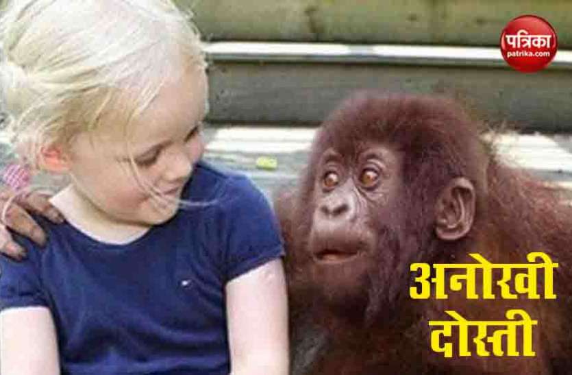Viral Video 12 साल बाद अपनी दोस्त से मिले 2 गोरिल्ला, पलक झपकते ही लिया पहचान..देखें वायरल वीडियो