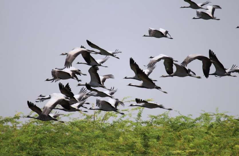 world migratory birds day latest news in hindi मढ़ई में पक्षियों का सर्वे पूरा, 270 प्रजातियां मिलने की संभावना