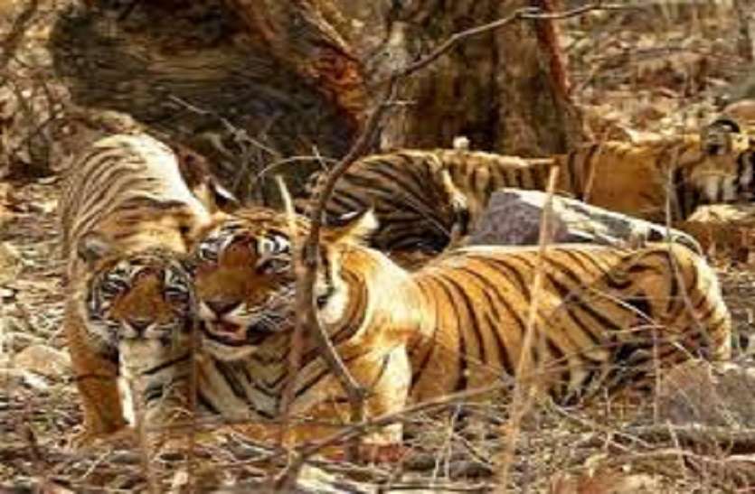 वन ग्रामों में सुबह की डोंड़ी और शाम की गश्ती से रुकीं वन्य प्राणियों की इंसानी हमले की घटनाएं वन ग्रामों में सुबह की डोंड़ी और शाम की गश्ती से रुकीं वन्य प्राणियों की इंसानी हमले की घटनाएं