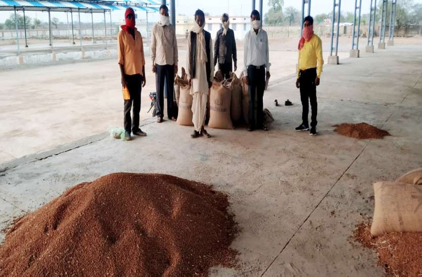 तेवड़े के कारण मंडी में रिजेक्ट की गई किसान की फसल चने में तेवड़े का तड़का: तेवड़े को लेकर प्रशासन और नेता आमन-सामने