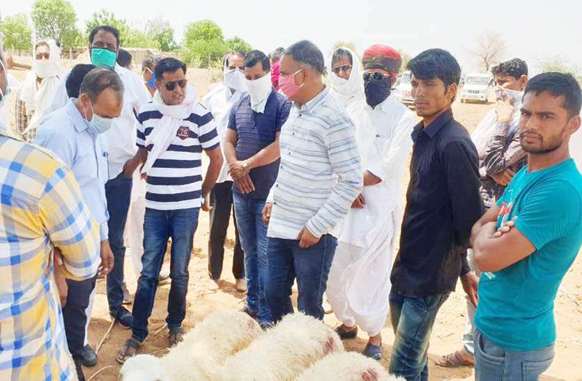 मालपुरा के अरनिया बस्सी गांव में अज्ञात बीमारी से 15 भेड़ों की हुई मौत मालपुरा के अरनिया बस्सी गांव में अज्ञात बीमारी से 15 भेड़ों की हुई मौत