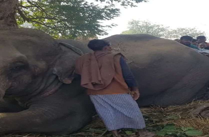 कड़ी मशक्कत के बाद काबू में आया दस्यु ददुआ का दुलारा हांथी कड़ी मशक्कत के बाद काबू में आया दस्यु ददुआ का दुलारा हांथी