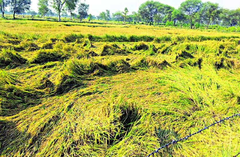 Unseasonal rains and storms damaged crops, standing crops lay बेमौसम बारिश व आंधी-तूफान ने फसलों को पहुंचाया नुकसान, खड़ी फसल लेट गई