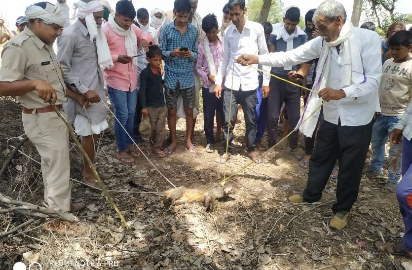 जंगली जानवर आने से मचा हडक़ंप जंगली जानवर आने से मचा हडक़ंप