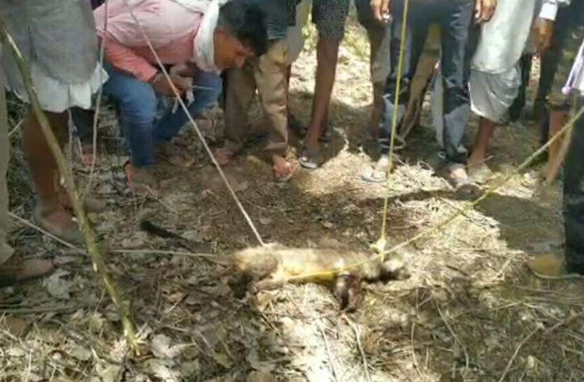 गांव में जंगली जानवर, मचा हड़कम्प गांव में जंगली जानवर, मचा हड़कम्प