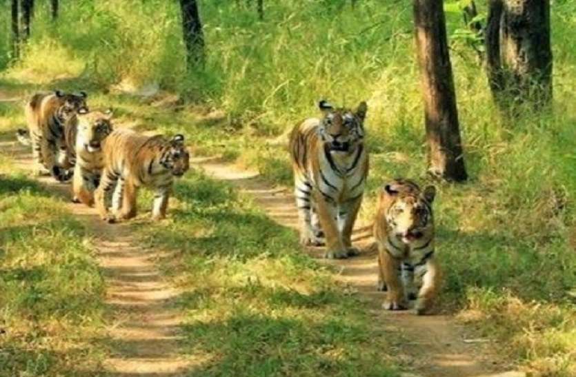 , देश के तीनों टाइगर रिजर्व में शिकारियों को लेकर जारी किया गया अलर्ट