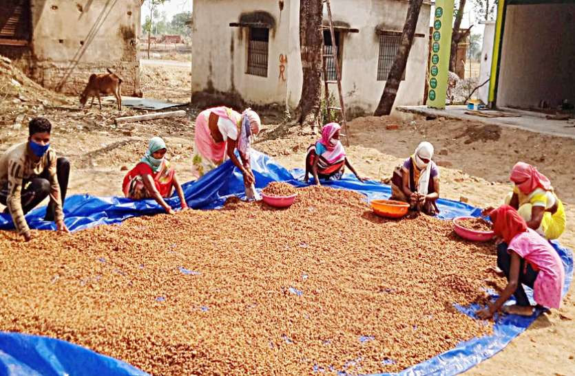 वनोपज संग्रहण : वनवासियों को रोजगार के साथ आय का मिल रहा भरपूर लाभ वनोपज संग्रहण : वनवासियों को रोजगार के साथ आय का मिल रहा भरपूर लाभ