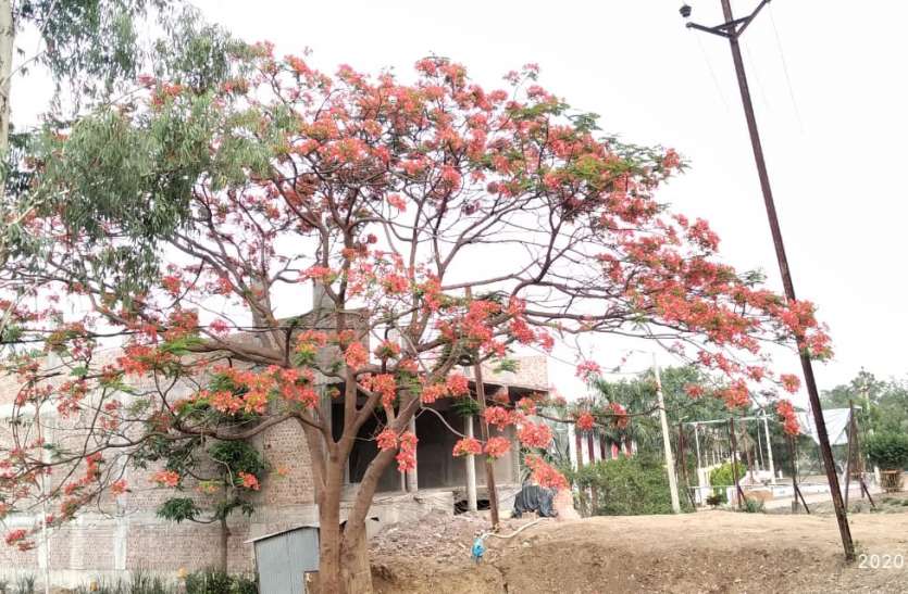 सिरोंज। तेज गर्मी में भी खिल रहे पलाश के फूल। गर्मी से नागरिक होने लगे परेशान, सुबह से लेकर रात तक चल रहीं गर्म हवाएं