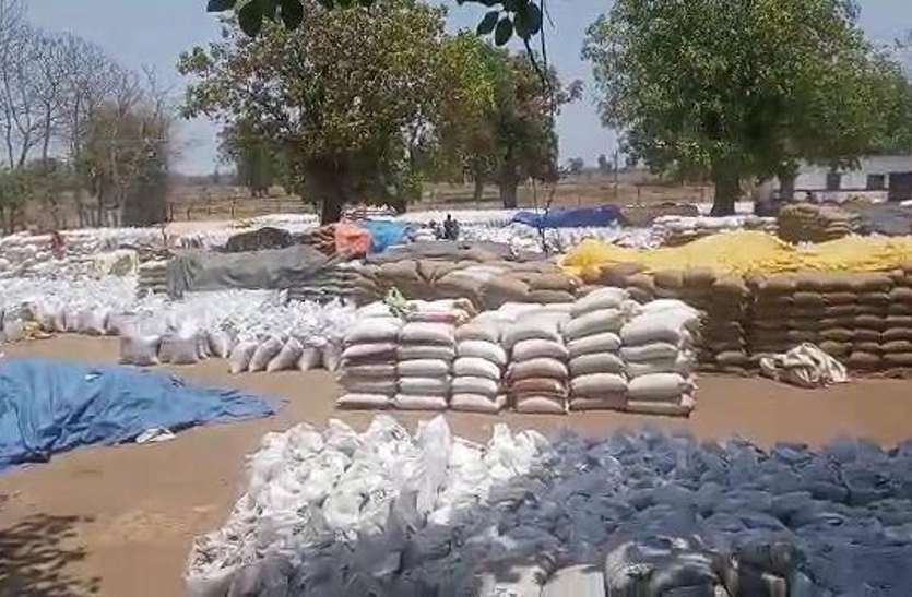 Wheat 72 घंटे में उठाव का प्रावधान, 15 दिन बाद से केंद्र में रखी गेहूं की उपज