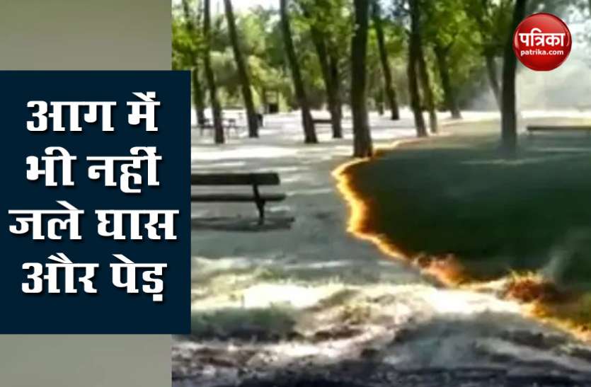 Viral Video पार्क में लगी भीषण आग,फिर भी नहीं जले पेड़ और घास..देखें Viral Video