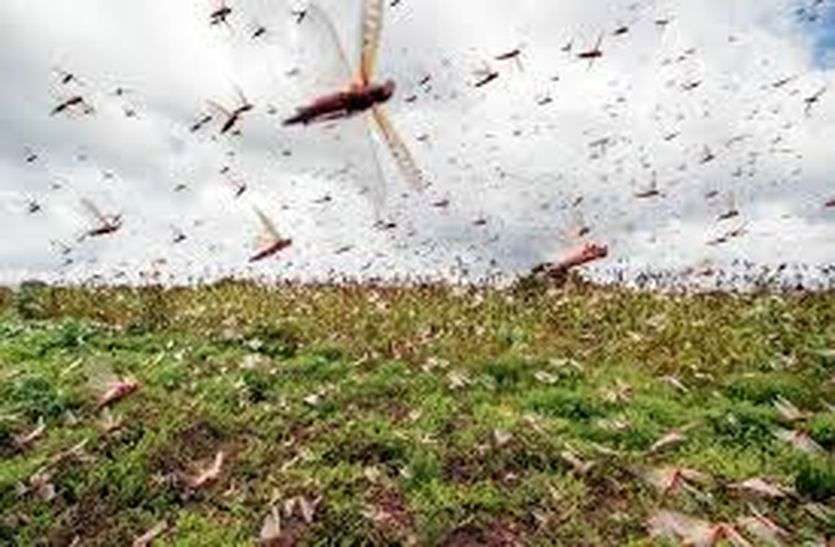 tiddi attack tiddi अलवर की ओर से शाम को फिर जयपुर में आया टिड्डी दल