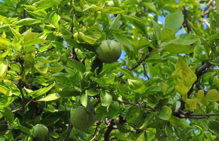 bael-fruit-is-beneficial-for-health