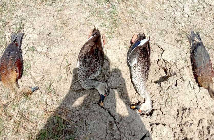 लाखोलाई तालाब में पक्षियों के मरने का सिलसिला जारी लाखोलाई तालाब में पक्षियों के मरने का सिलसिला जारी