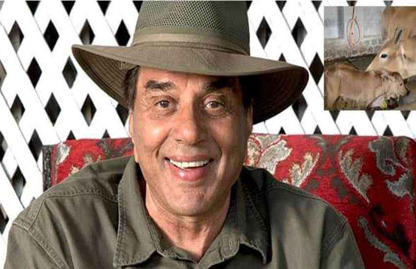 dharmendra