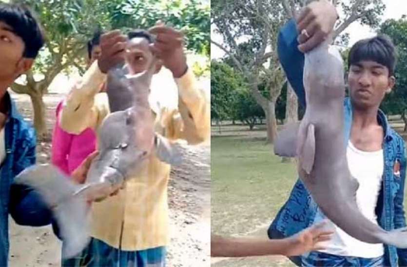 गंगा में मिले डालफिन के बच्चे के साथ अत्याचार, वायरल वीडियो गंगा में मिले डालफिन के बच्चे के साथ अत्याचार, वायरल वीडियो