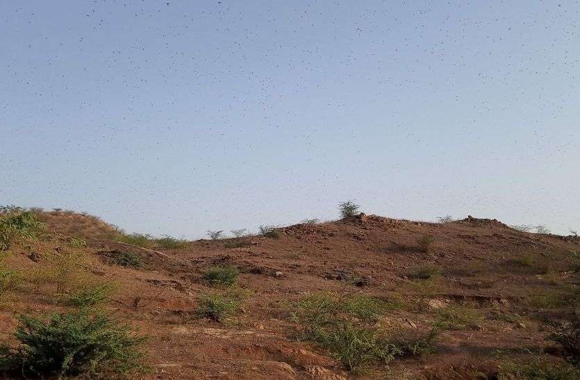 पांच किलोमीटर क्षेत्र में टिड्डी दल का डेरा, रसायन छिड़काव किया पांच किलोमीटर क्षेत्र में टिड्डी दल का डेरा, रसायन छिड़काव किया
